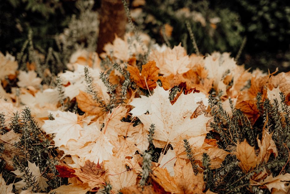 Gezellige herfsttafeldecoratie met eco-vriendelijke accenten. Gezellige herfsttafeldecoratie met eco-vriendelijke accenten.
