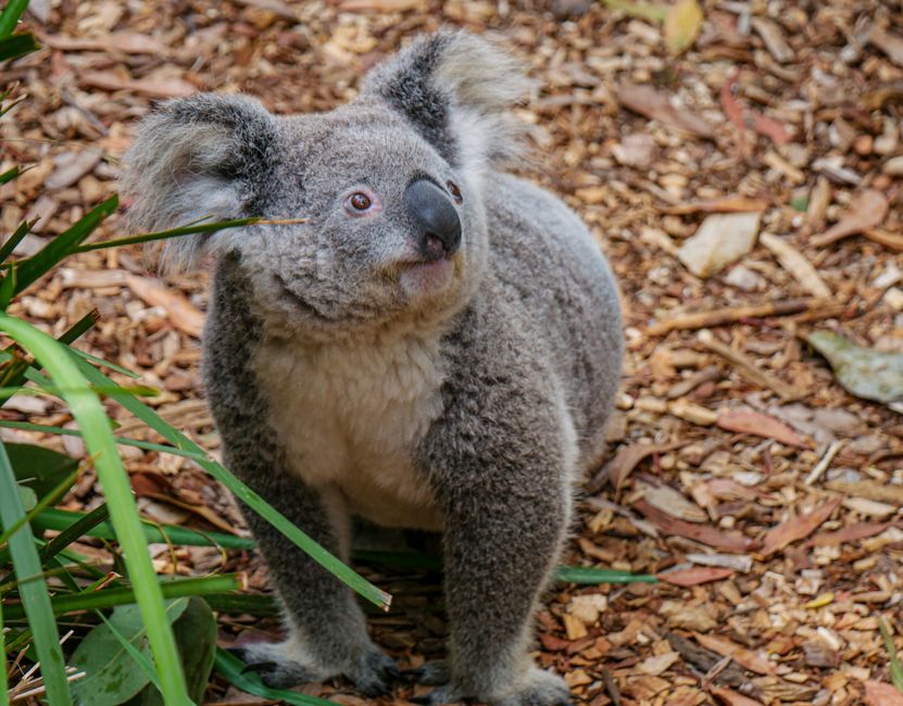 Speelse koala poster naast houten kinderbedje. Speelse koala poster naast houten kinderbedje.