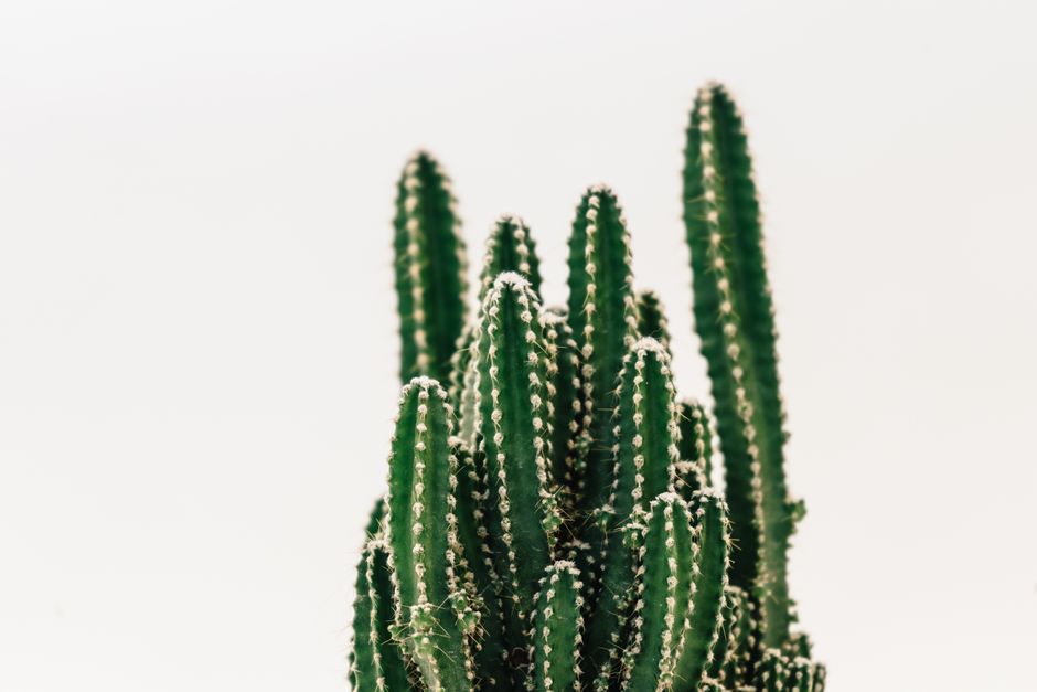 Hoe cacti- en succulentenbehang een natuurlijk element toevoegt aan kinderkamers