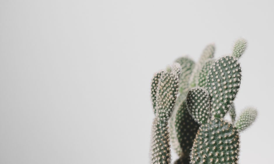Rustgevende sfeer met succulentenprints op muur. Rustgevende sfeer met succulentenprints op muur.